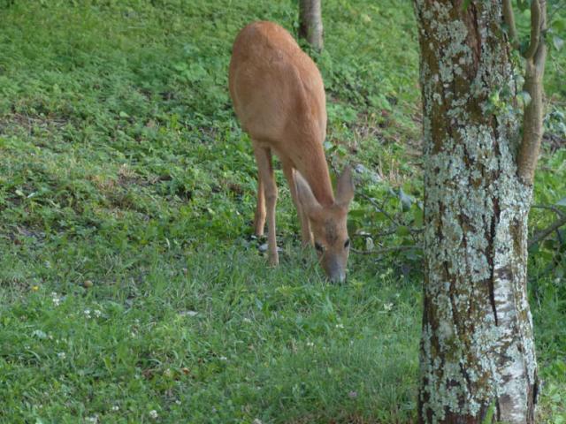 Into the Wild (..si f per dire)